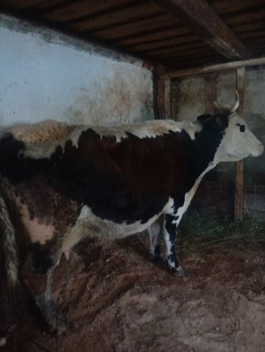 vând vacă gestantă