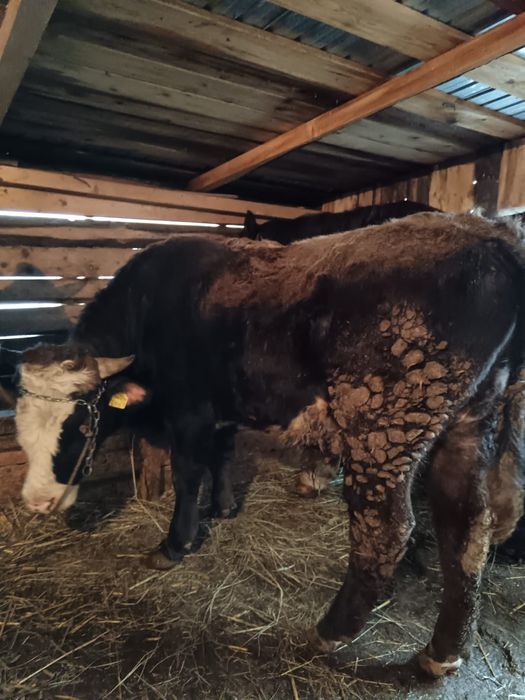 De vânzare un. Taur si o junca  este genstata în 4lunii  junca este fo