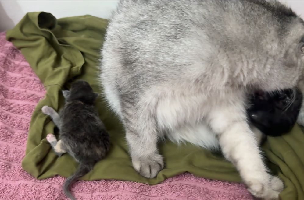Вислоухий котёнок