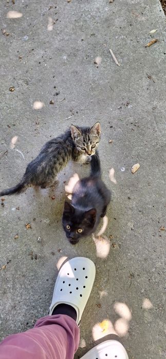 Котёнок в добрые руки девочка
