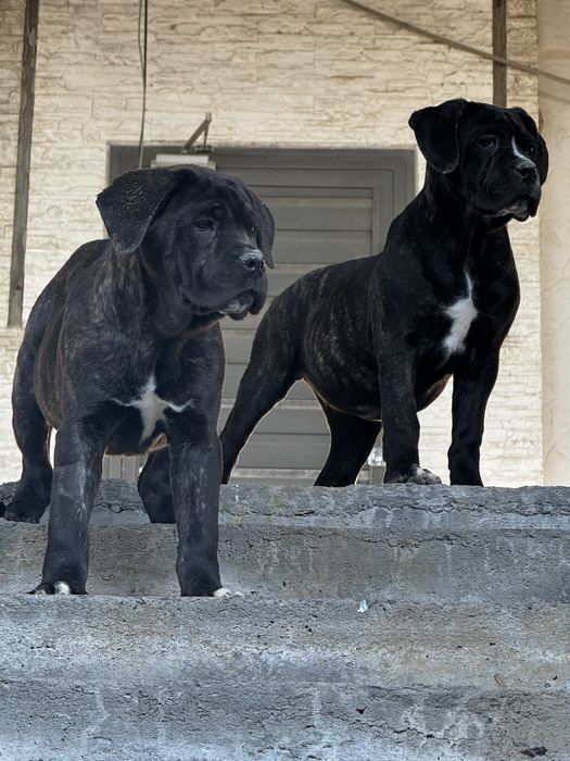 Продается Кане Корсо