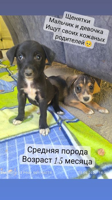 Щенята в добрые руки