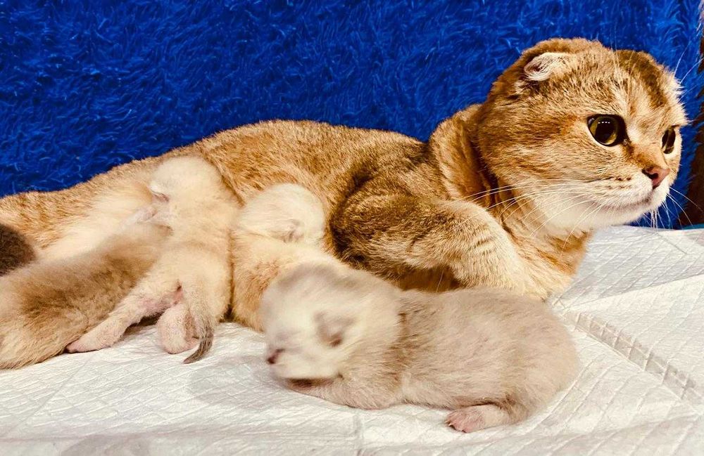 шикарные малыши шиншилла