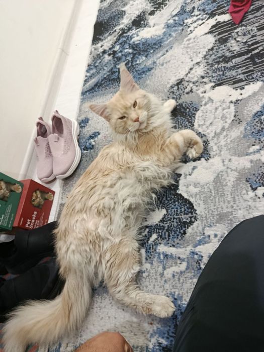 Maine coon mushuk кошка