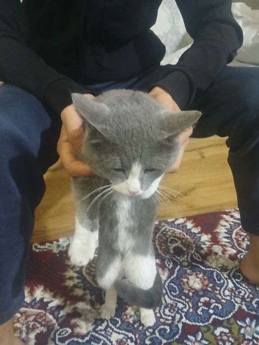 Mushuk 200 ming som berib yuboraman 500 minga olgandm