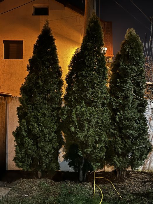 Tuia smarald de vanzare