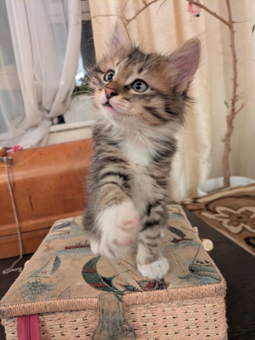 Котенок -рысенок. Курильский бобтейл. Аа