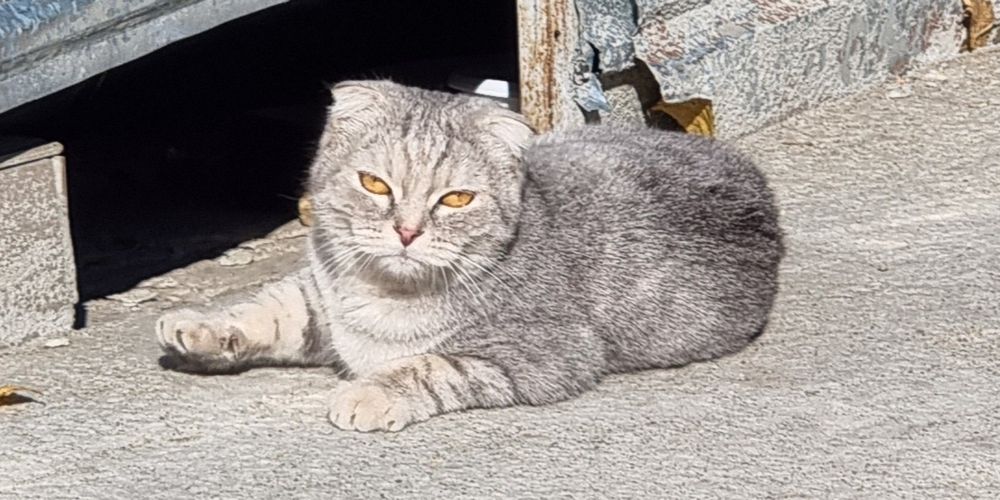 Породистая кошка