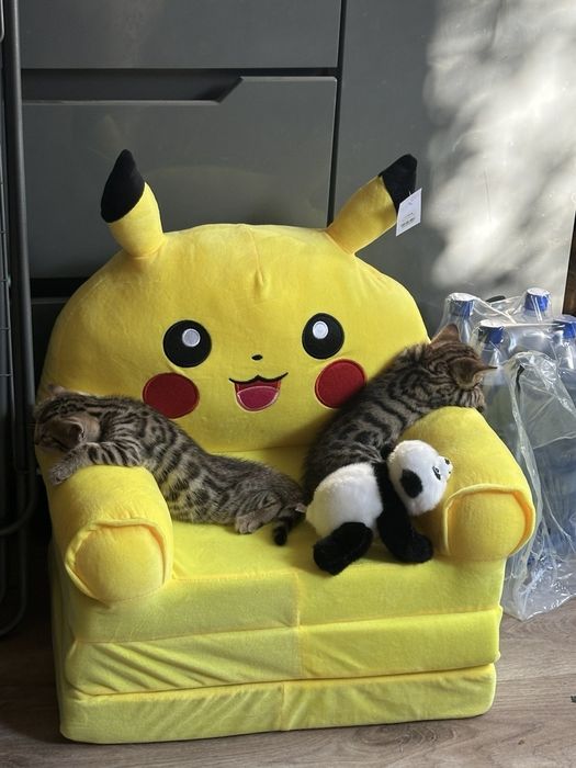 Продам бенгальских котят