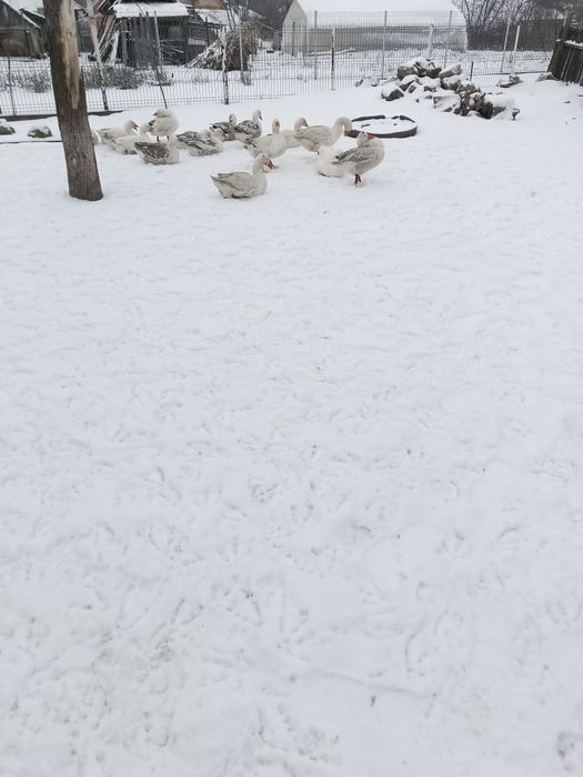 Vând curci și gâște