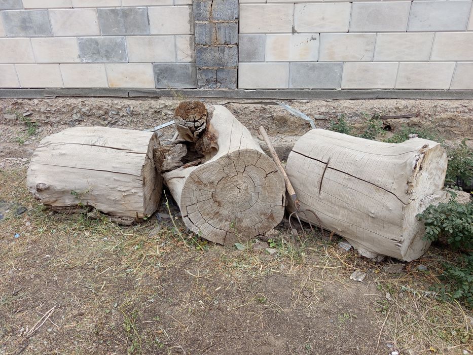 Отдам пеньки ,полено бесплатно ,самовывоз