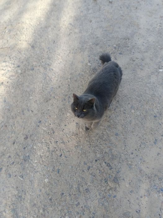 Продам пародистого кота 1года нет ещё