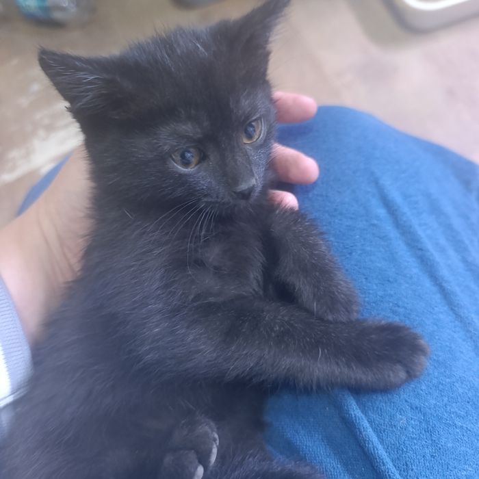 Котёнок девочка в добрые руки