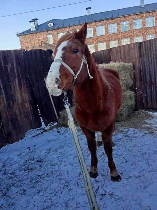 Продаётся жеребец