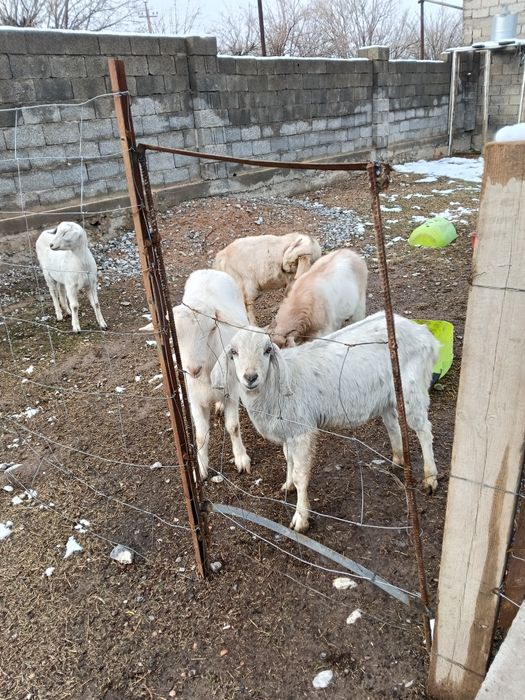 Срочна асыл тукымды ешкилер