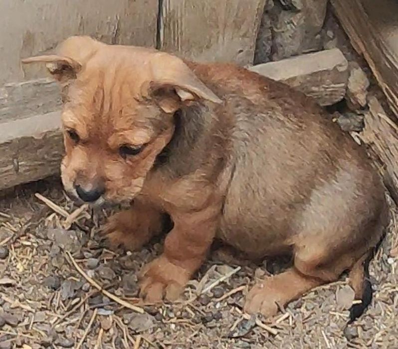 Продам Звонок Кандин Мальчик