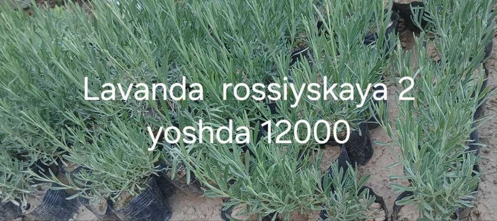 Лаванда кучатлари сотилади