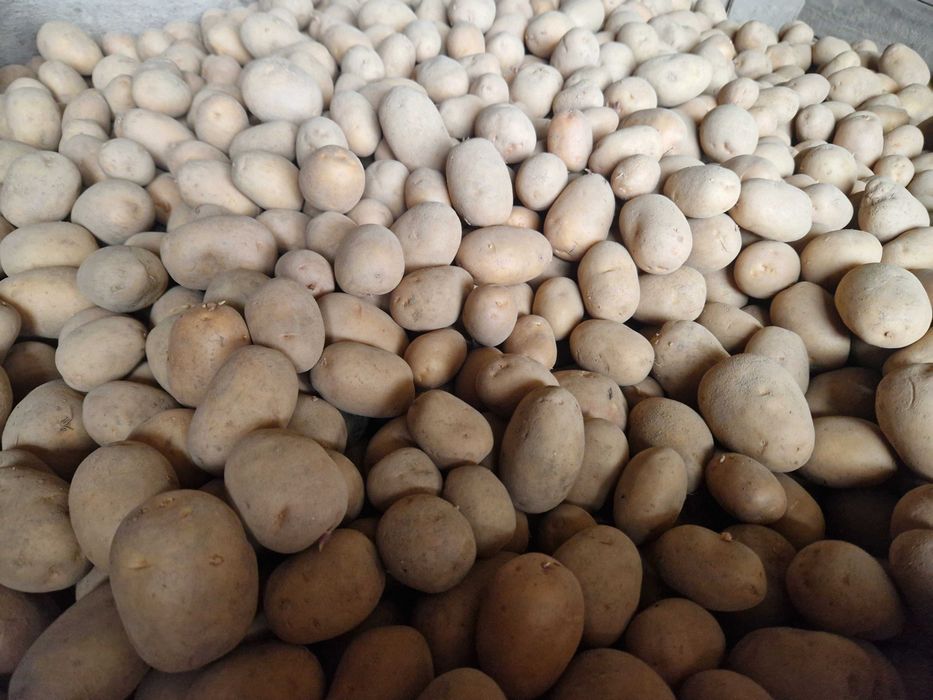 Cartofi de consum alb Marabel