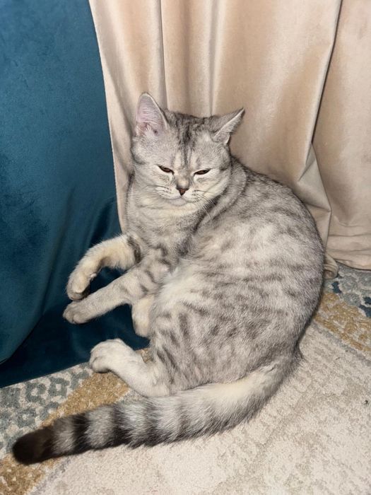 Шотландская прямоухая возраст 1 годик , красивый, умный, активный