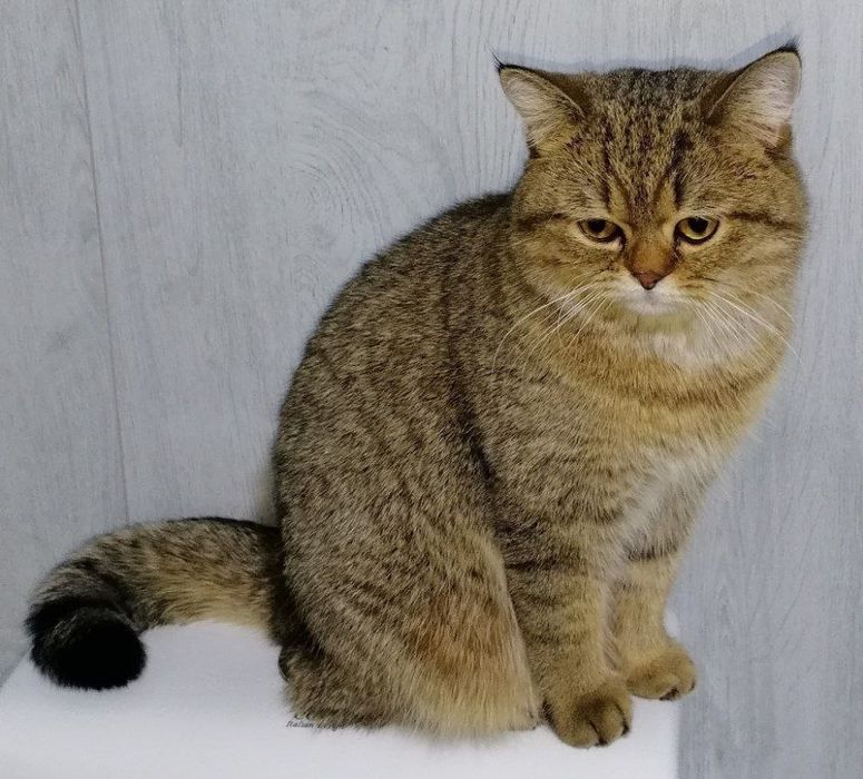 Ажойиб ва соглом мушукчалар сотилади. Жуда уйноки ва мехрибон