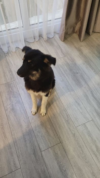 Собака в добрые руки.