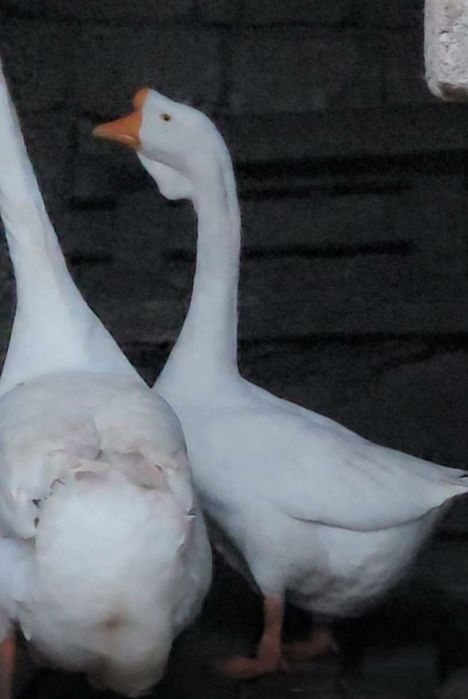 Gasca leseasca alba / gaste lesesti / gaste africane