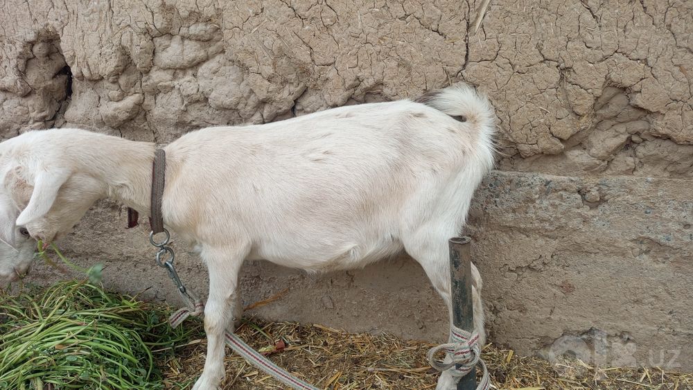 2ta echki sotladi