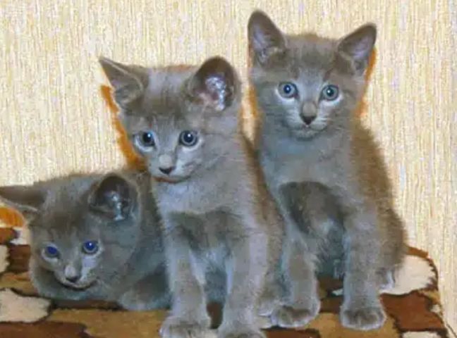 Mushukchalar arzon narxda