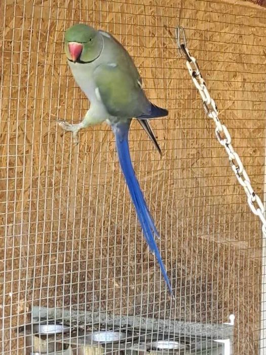 Papagal Micul Alexandru opalin Alexander