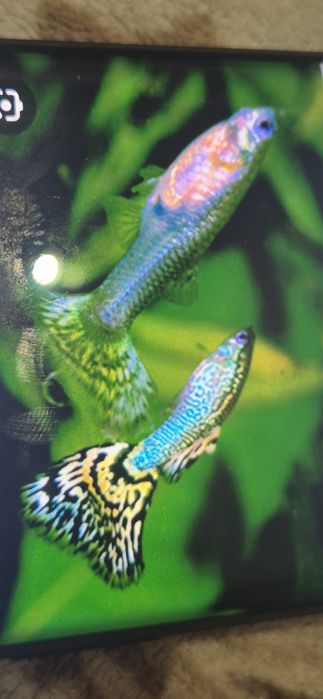Pesti acvariu guppy