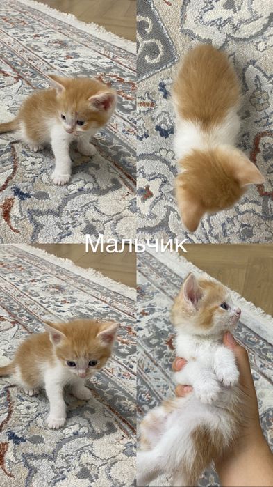 Отдаем котят в добрые, ответсвенные руки!!