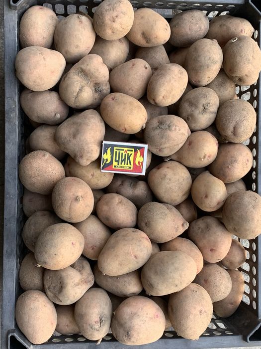 Продам домашний картофель
