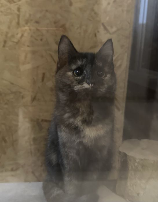 Отдам в добрые руки