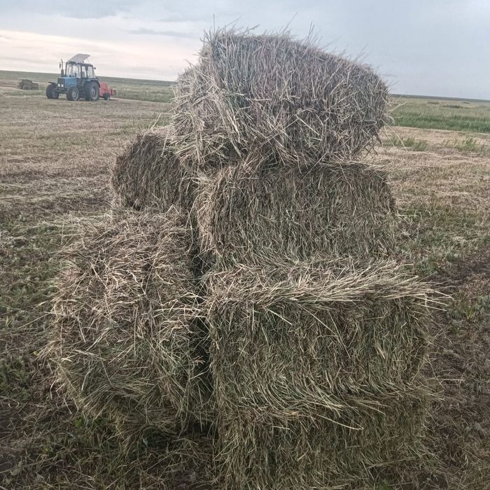 Сено Тюки квадратные