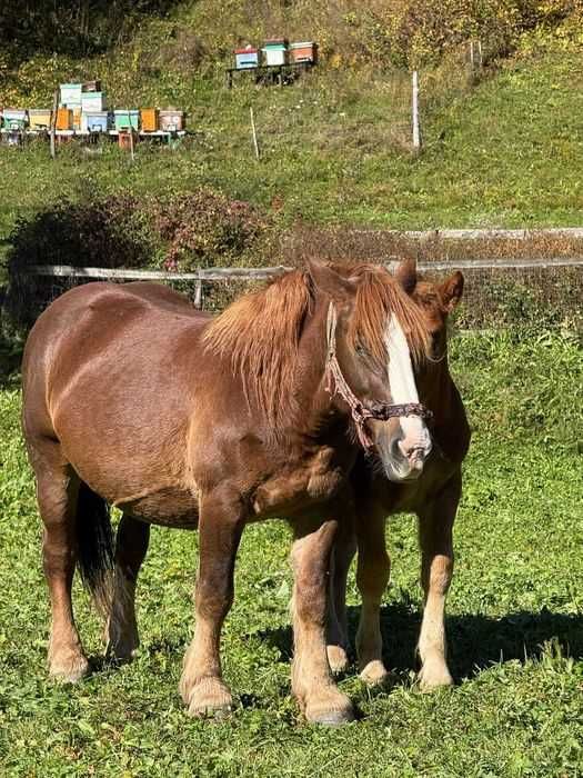 Vand iapa de 7ani si o manza de 1 an si 9 luni