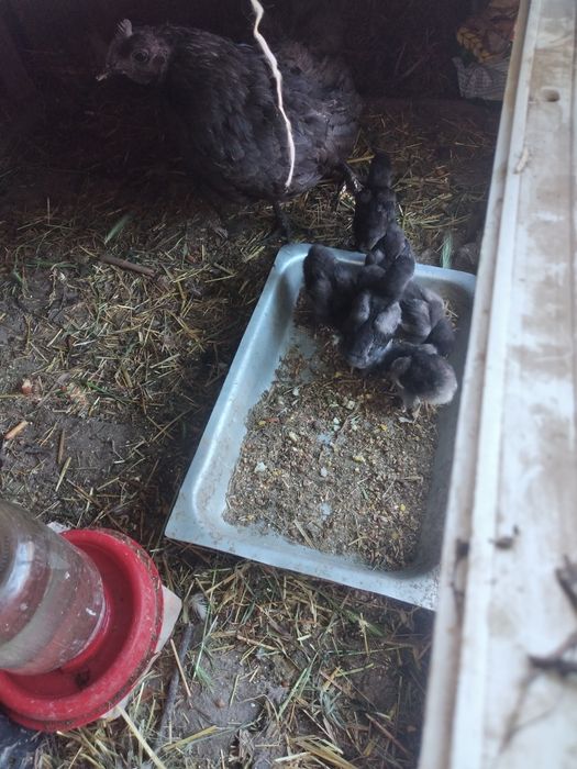 Qora shahzoda tuxumlari bor. Ishonchli va sifatli.