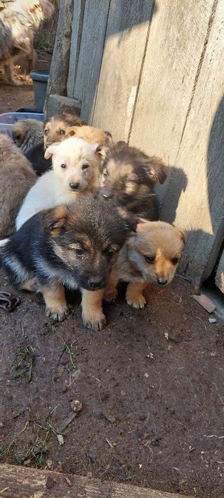 Donez căței metis talie mica