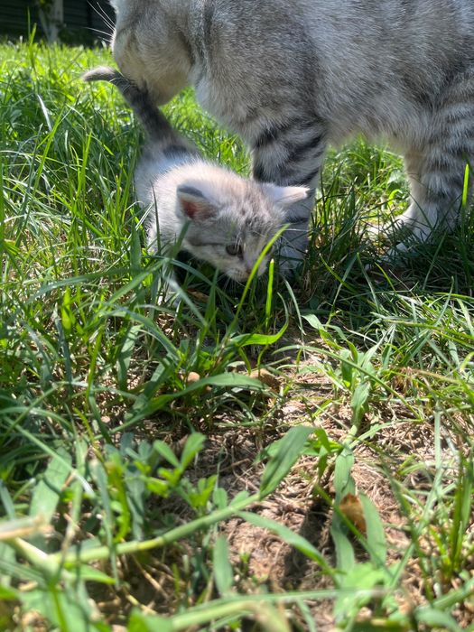 Шотландский котенок