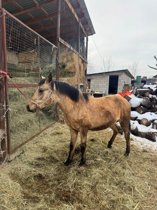 Продам жеребцов 2.5 года