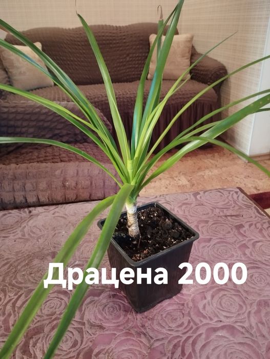 Продам комнатные растения