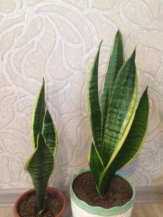 Сансевиерия домашний цветок