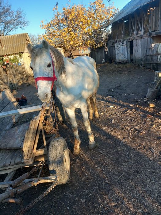 Cal de vânzare   foarte bun