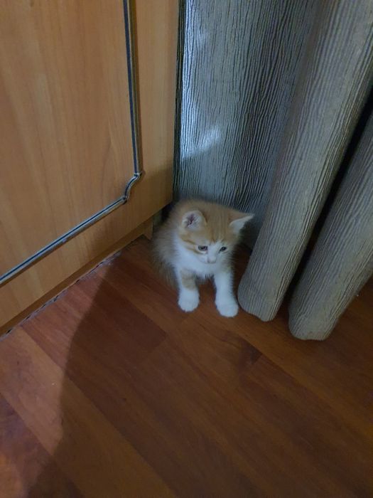 Котята ищут хорошего хозяина