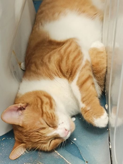 Отдаю рыжего кота