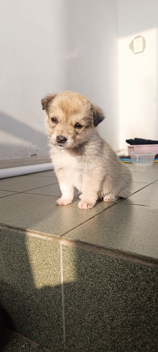 Отдам щенков в добрые руки .