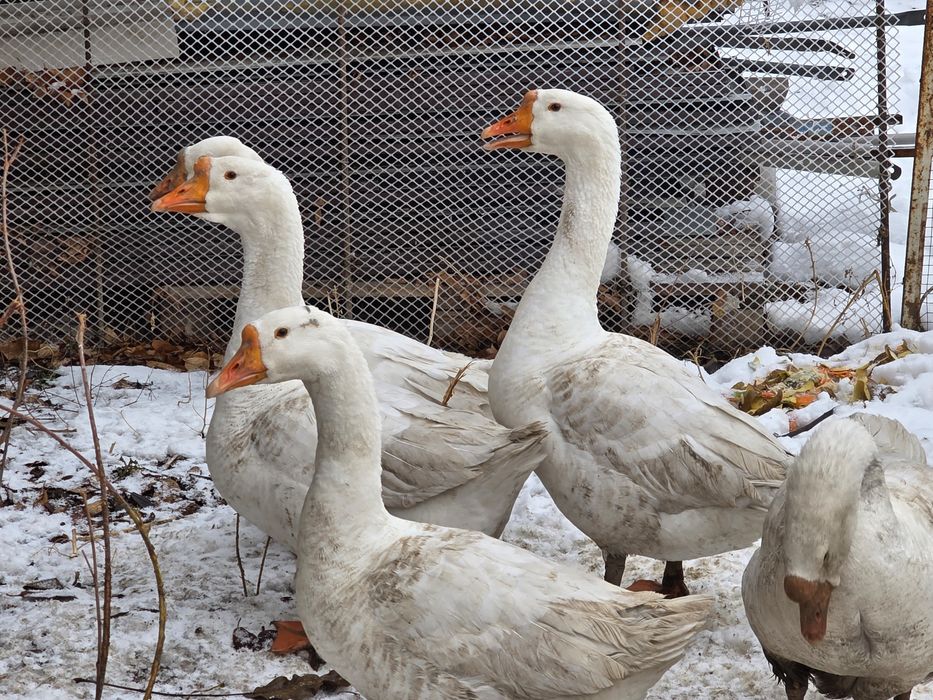 Гуси породы Линда