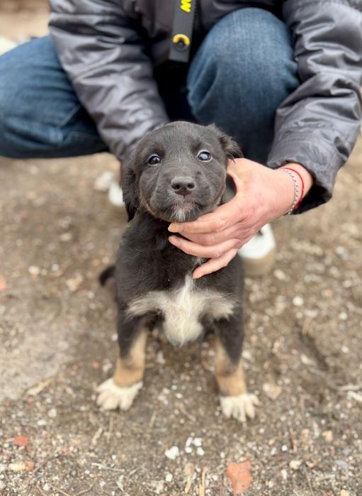 Отдадим щенят в добрые руки