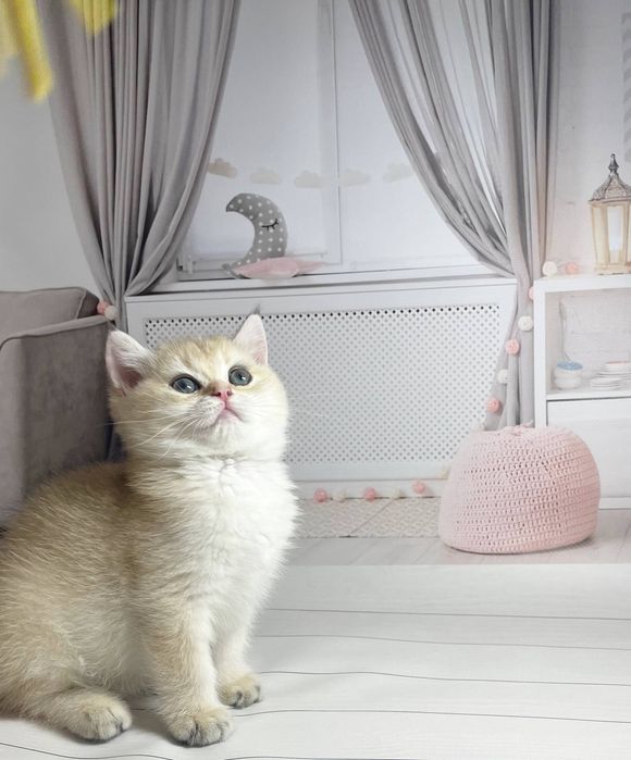 Британские золотые шиншиллы