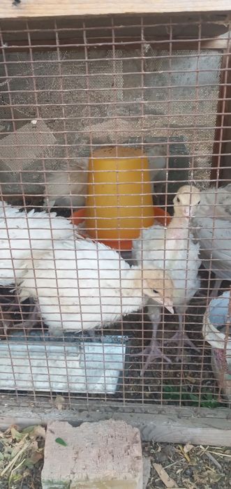 БИГ-6 курка жужалари сотилади.  Карши шахар буйича етказиб бериш бепул