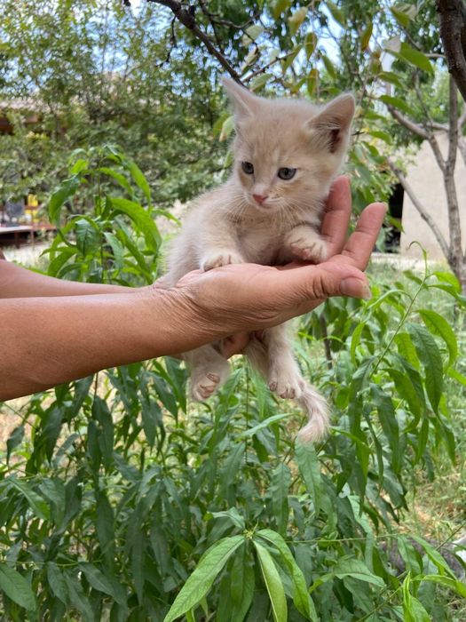 Котик в добрые руки